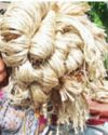In fresh curb, India bans land port entry of jute imports from Bangladesh2
