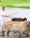 CM Dhami takes to paddy field, plants rice48