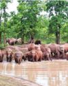 Elephant baby boom turns Junglemahal into Bengal's new wildlife nursery The Statesman Kolkata