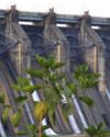 DVRRC Sends Flood Alert to Bengal After Levels Cross Danger Mark7