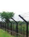 Critically Endangered Among 43 Grassland Bird Species Spotted in Kaziranga57