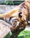 Tiger Population in Uttar Pradesh on the Rise Tiger Population in Uttar Pradesh on the Rise63