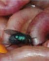 New research makes blow flies better aids in crimesolving15
