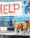 Stray dogs to be released after vaccination, says SC5