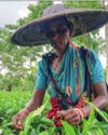 ALC issues advisory on 20 pc bonus for tea garden workers8
