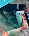 पिटबुल का डाग शेल्टर कर्मचारी पर हमला, 10 मिनट तक नोंचा पिटबुल का डाग शेल्टर कर्मचारी पर हमला, 10 मिनट तक नोंचा26