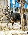अलीपुर में सांड के हमले में बुजुर्ग की मौत, बचाने आए चार घायल अलीपुर में सांड के हमले में बुजुर्ग की मौत, बचाने आए चार घायल24