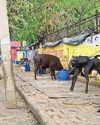 मुख्यमंत्री की सख्ती के बाद भी सड़कों पर मवेशियों का जमावड़ा, निगम के प्रयास रहे नाकाफी मुख्यमंत्री की सख्ती के बाद भी सड़कों पर मवेशियों का जमावड़ा, निगम के प्रयास रहे नाकाफी8