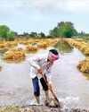 आंधी-बारिश व वज्रपात से बिहार में 59 और उप्र में 25 की मौत, फसलों को भारी नुकसान आंधी-बारिश व वज्रपात से बिहार में 59 और उप्र में 25 की मौत, फसलों को भारी नुकसान53