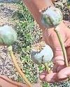 अफीम के हजार पौधे थे विश्वविद्यालय में8