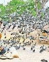 कबूतर बने कमाई का जरिया, सालाना 70 करोड़ से अधिक का खा रहे दाना कबूतर बने कमाई का जरिया, सालाना 70 करोड़ से अधिक का खा रहे दाना21