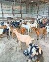 कुर्बानी को आएं 400 बकरों को जैन समाज ने बचाया84