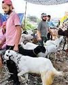 बकरीद आज, सफाई पर निगम का रहेगा विशेष ध्यान87