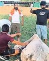 रेवाड़ी में फैक्ट्री से निकला रसायनयुक्त पानी पीने से 13 गायों की जान गई, प्रदर्शन58