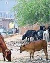 भले आप दुर्घटना का शिकार हों, राजधानी की सड़कों से फिलहाल नहीं हटेंगे मवेशी19