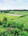 यमुना किनारे देख सकेंगे तितलियां, पौधों की भूलभुलैया होगी1