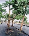बगैर पेड़ काटे सड़क कर दी चौड़ी, राहगीर परेशान31