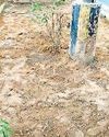 लुटियंस दिल्ली में अब नहीं उड़ेगी धूल, सड़कों के किनारे लगेंगे रंग-बिरंगे फूल82