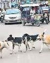 आवारा कुत्तों के आतंक से बेबस जनता24