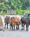 अब तक नहीं निकला गायों की समस्या का समाधान89