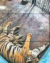 चिड़ियाघर में छह शावकों में से चार की मौत, एक की हालत बेहद गंभीर71