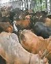 पुराना लोहे का पुल बंद, यातायात डायवर्ट34