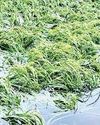 यमुना और नाले के पानी में डूबी तीन गांवों की फसल यमुना और नाले के पानी में डूबी तीन गांवों की फसल76