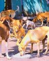 कुत्तों को लेकर सुप्रीम कोर्ट के आदेश को मिशन मोड में लागू करे सरकार48