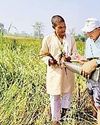 धान की धरोहर मिली, विकसित हो सकेंगी उन्नत किस्में25