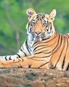 बफर जोन में डेरा डालने वाले बाघ लाए जाएंगे कोर जोन में बफर जोन में डेरा डालने वाले बाघ लाए जाएंगे कोर जोन में29