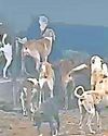 कुत्तों के शेल्टर में जीवित गाय नीचे जाने की होगी जांच कुत्तों के शेल्टर में जीवित गाय नीचे जाने की होगी जांच42