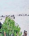 मगरमच्छ के जबड़े से साथी बंदर को बचाने के लिए नदी में उतरी वानर सेना7