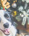 Your 72-hour pet safety guide for festive season