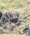 Cameroon islands now sanctuary for rescued chimpanzees