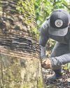 Rubber tappers saving forests