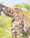 Sick giraffe photo causes a stir