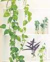 Use plants as indoor decor