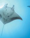 Call to preserve endangered rays