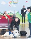 Fear of flying? Dino the dog comes to your rescue5