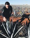 Agave farms' hangover