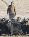 Extreme cold kills 10th of Mongolia's livestock