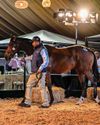 R9 million paid for Vercingetorix colt