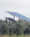 Solar park boom threatens Spain's olive trees29