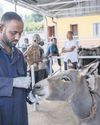 Free cure for donkeys19