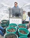 Oysters' unlikely hero to fight environmental degradation12
