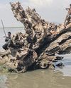 Ethiopia's vast lake being pumped dry Ethiopia's vast lake being pumped dry