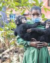 Deforestation threat to chimps4