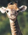 New arrival on World Giraffe Day New arrival on World Giraffe Day21