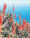 Awesome aloes for winter show33
