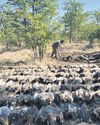 Mass poisoning of Kruger vultures2